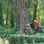 Medžių priežiūra (arboristika)